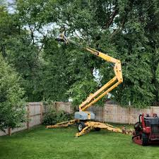 How Our Tree Care Process Works  in  Loyal, WI