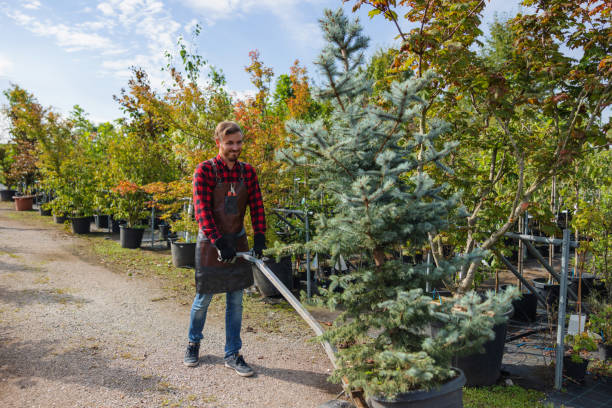 Professional Tree Services in Loyal, WI